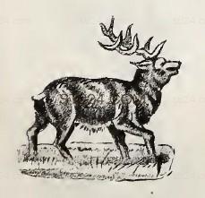 ANIMAL_0162